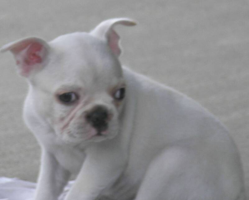 Cream Boston Terrier Puppy