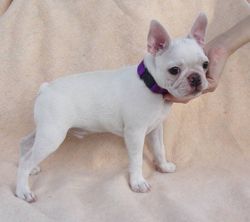 white boston terrier puppies for sale