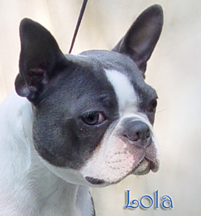 cream boston terrier puppies for sale