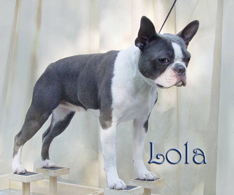 cream boston terrier puppies for sale